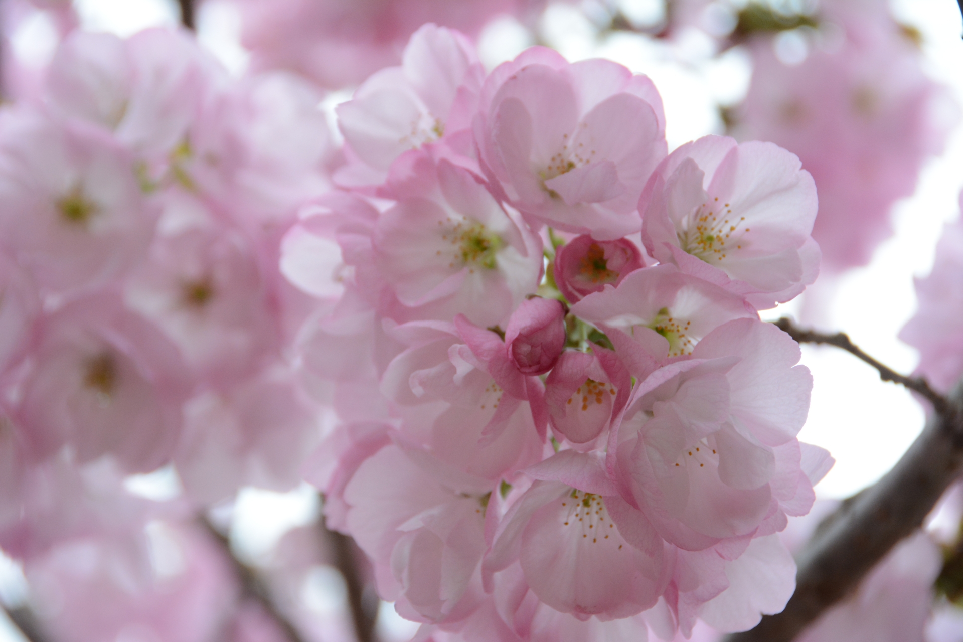 三重の珍しい桜の品種 横輪桜 平成30年に新品種として認定 キャリベース三重