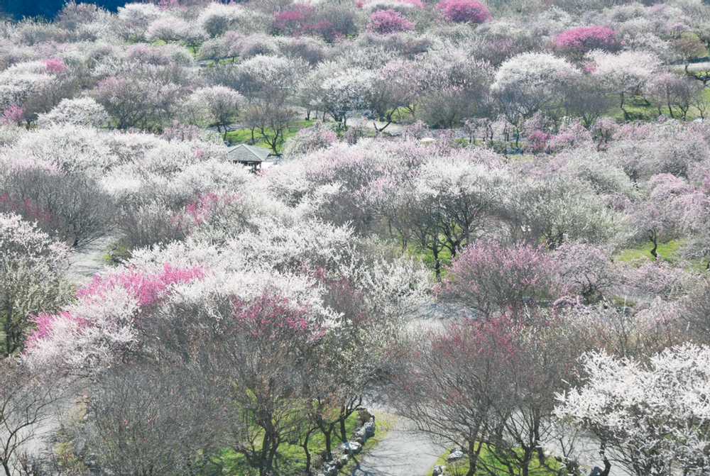 いなべ市梅林公園の梅のもぎ取り体験画像