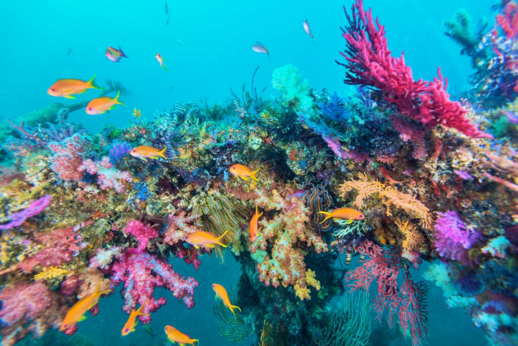 色とりどりのソフトコーラルとキンギョハナダイの群れ(シードリーム・魚礁ポイント)