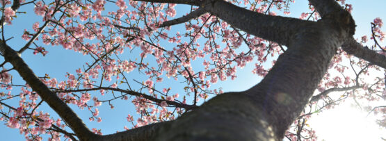 笠松河津桜の画像