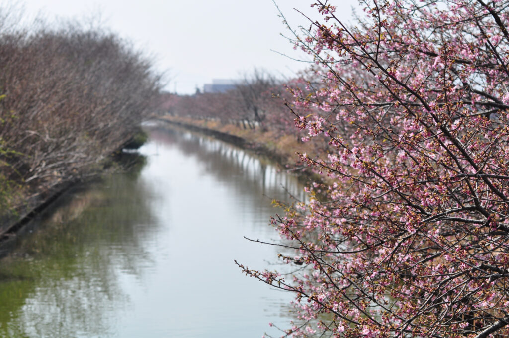 笠松河津桜の画像