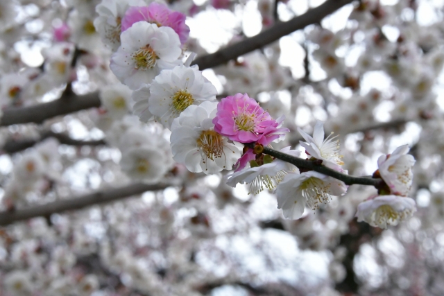 旧久居市戸木町（現津市）のかざはやの里に咲く梅