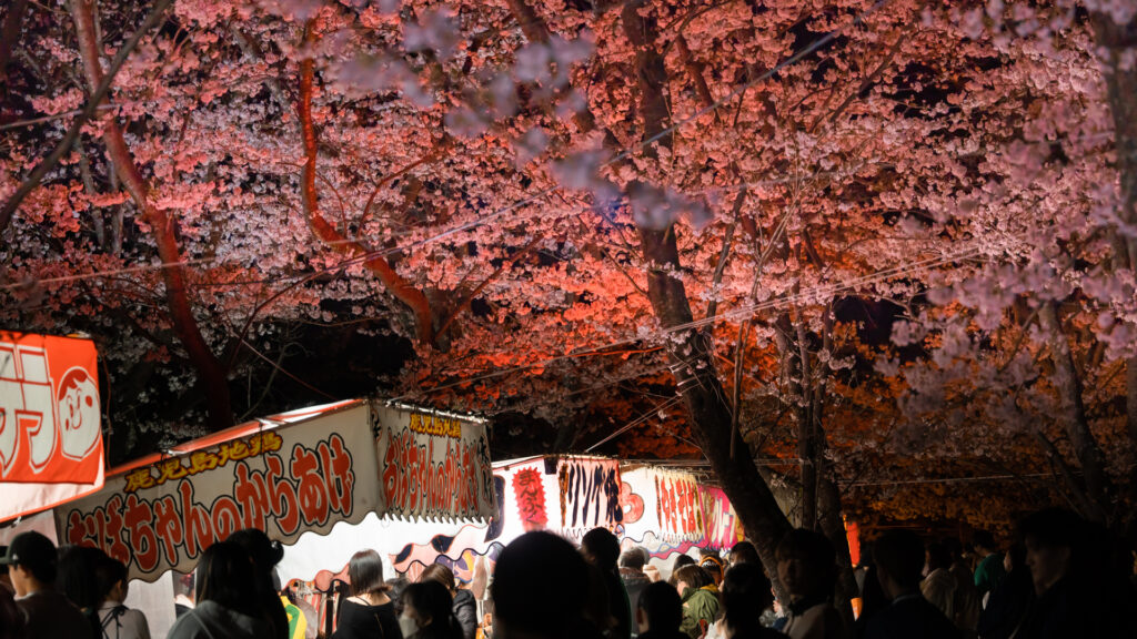 宮川堤公園の桜