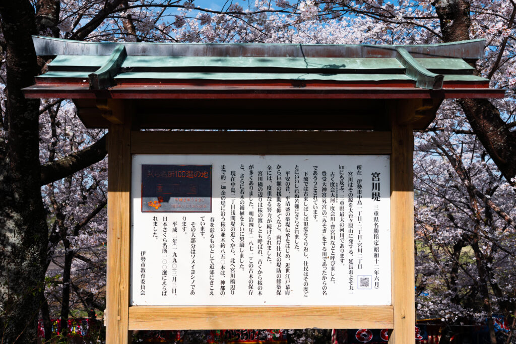 宮川堤公園の桜