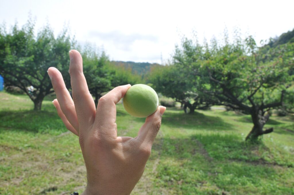 いなべ市梅林公園の梅のもぎ取り体験画像