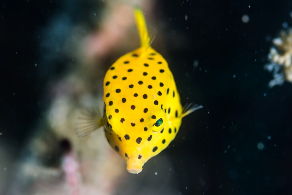 被写体として人気のミナミハコフグの幼魚 (梶賀で)