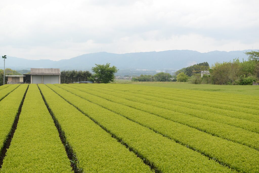 いなべ市の茶畑画像