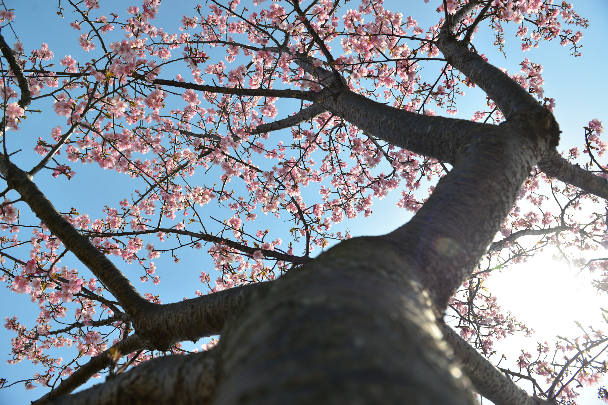 やっと見頃？三重県の桜の名所！笠松河津桜ロード(松阪市)