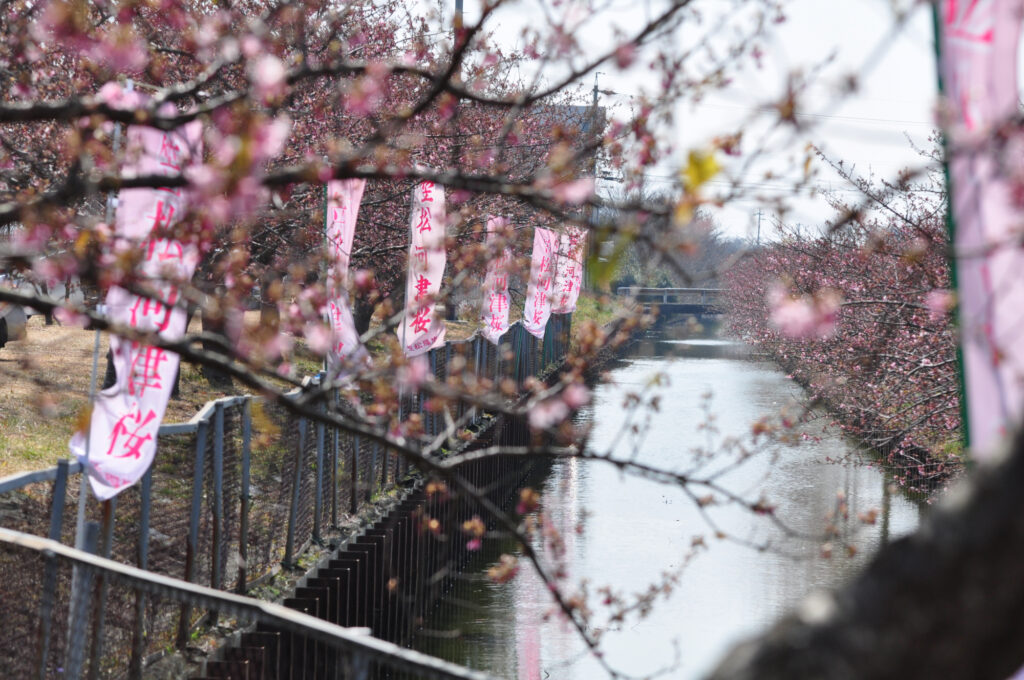 笠松河津桜の画像