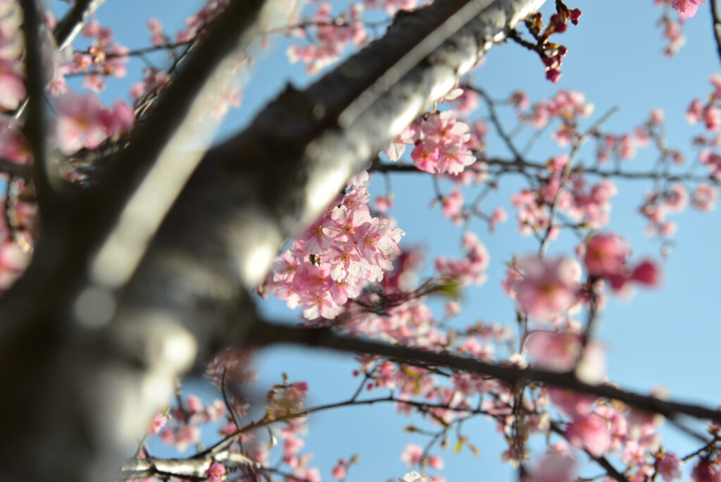 笠松河津桜の画像