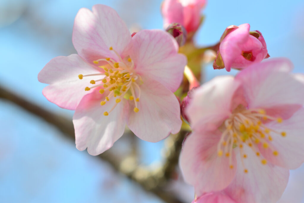 笠松河津桜の画像