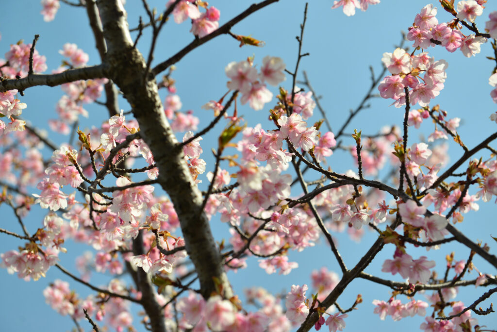 笠松河津桜の画像