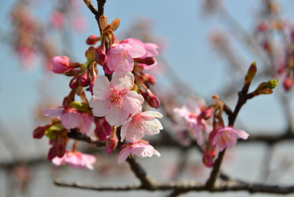 笠松河津桜の画像