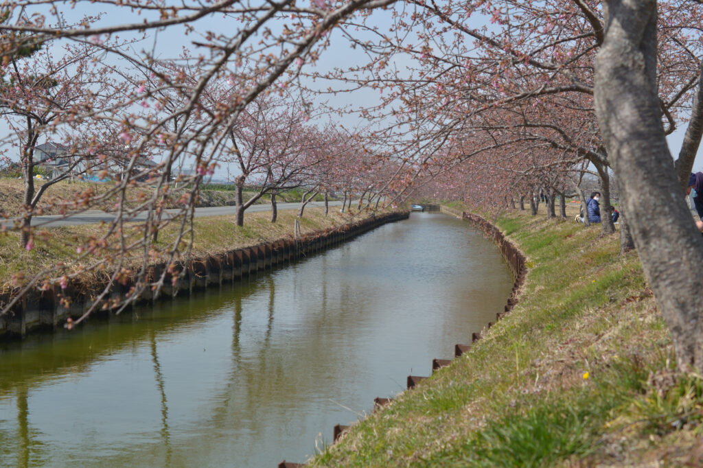 笠松河津桜の画像