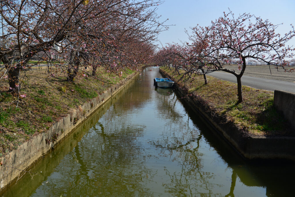 笠松河津桜の画像