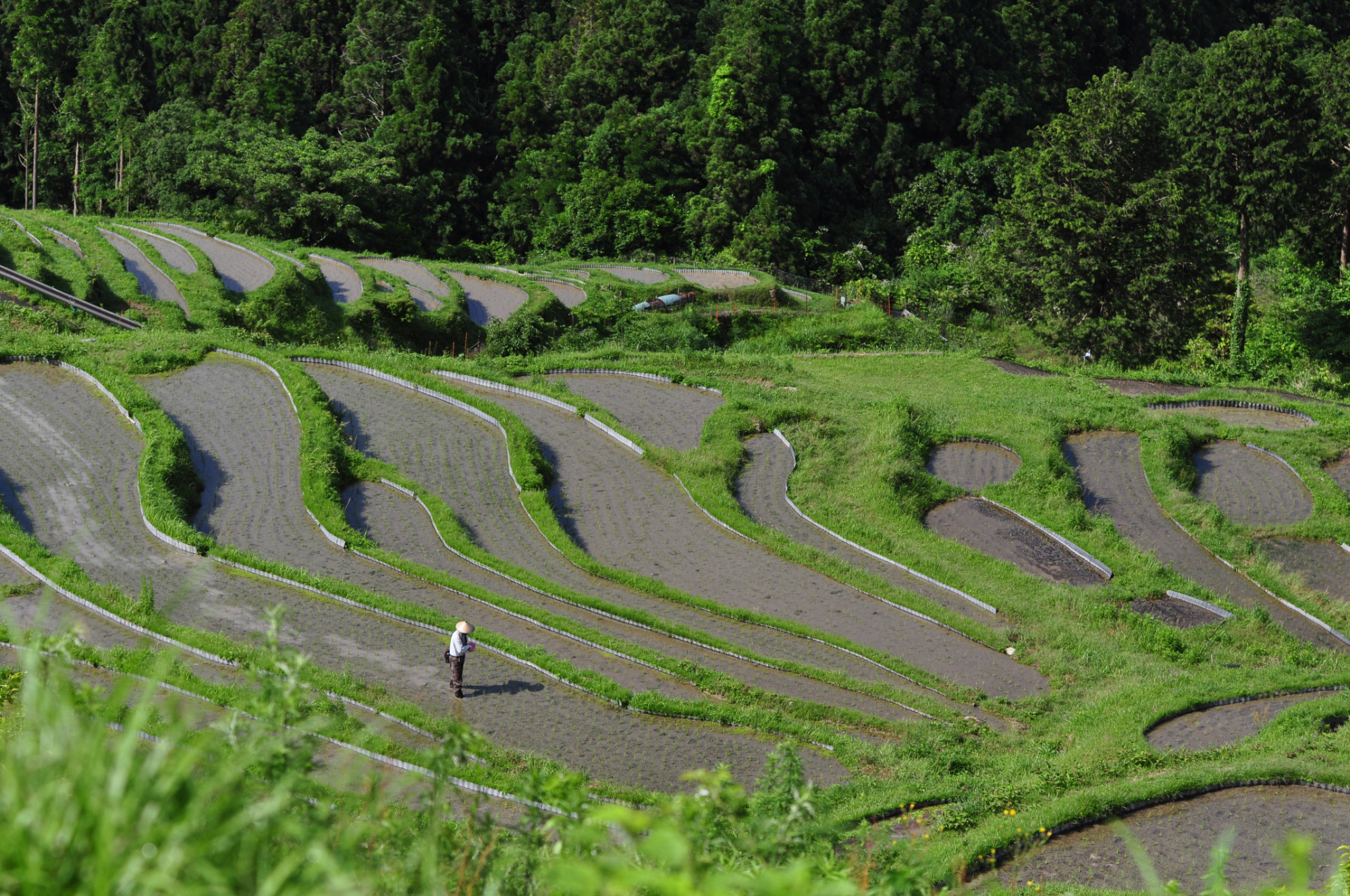 三重県熊野市を満喫！丸山千枚田と赤木城跡周遊コース