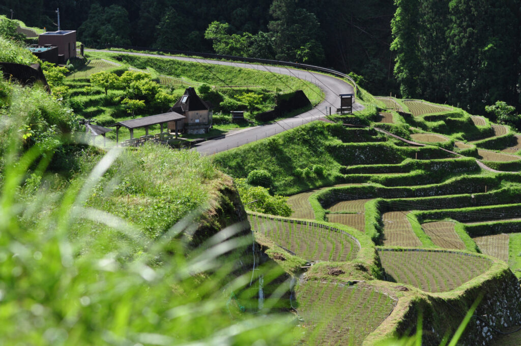 丸山千枚田の画像