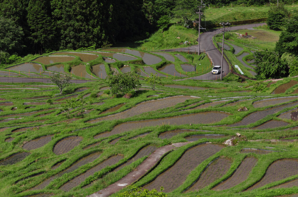 丸山千枚田の画像