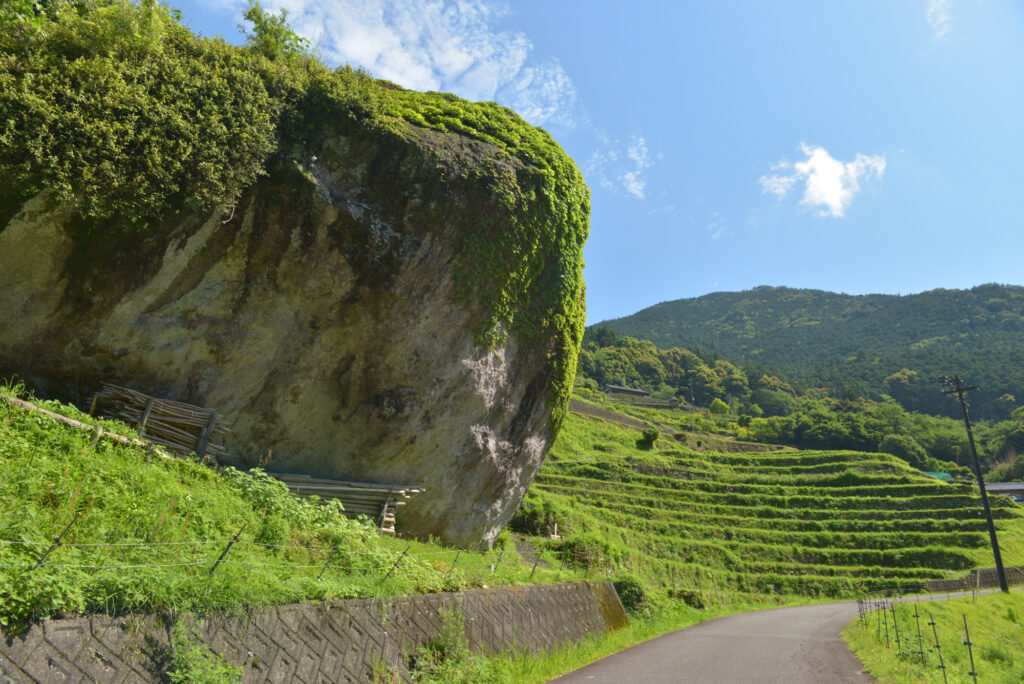 丸山千枚田の画像