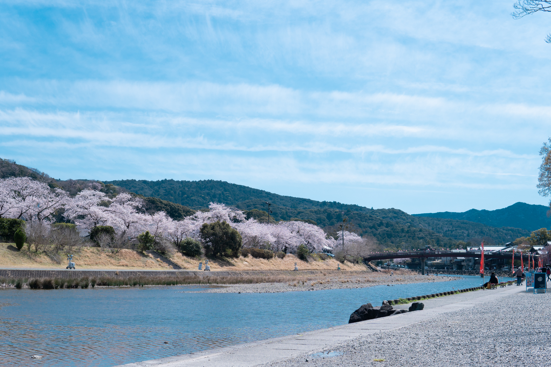 伊勢で桜を見よう！おかげ横丁 五十鈴川桜まつり