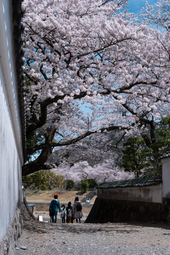 伊勢　おかげ横丁　五十鈴川　桜まつり