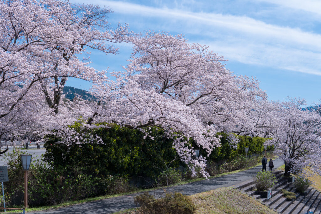 伊勢　おかげ横丁　五十鈴川　桜まつり