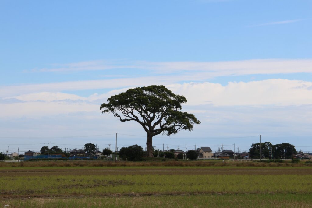 長太の大楠