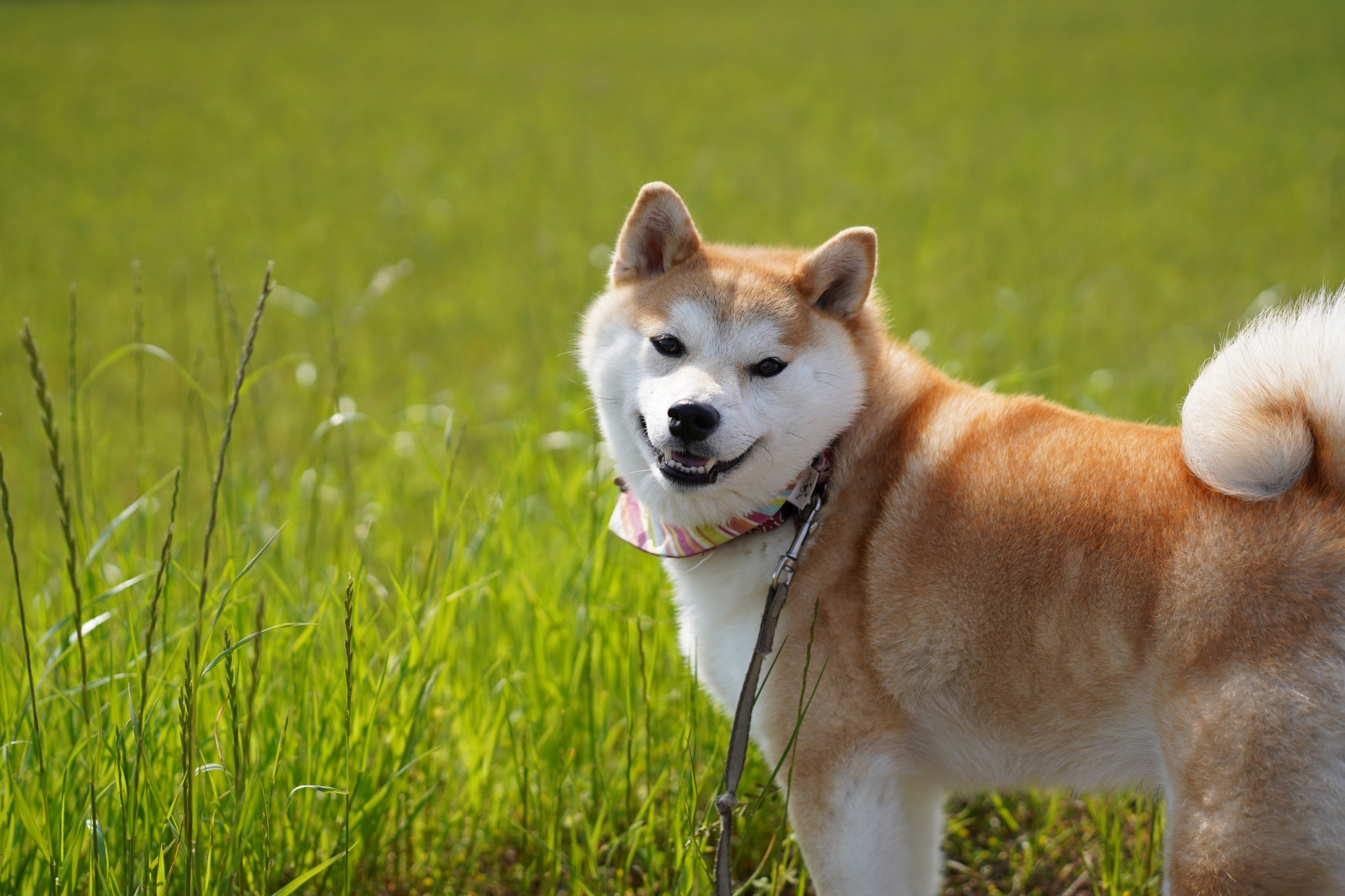 三重県人は犬が大好き！ハチ公との強い絆も