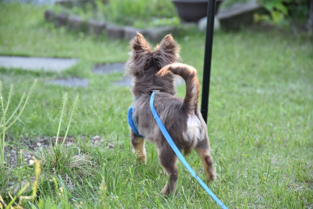 なぜ三重県人はよく犬を飼っているの？