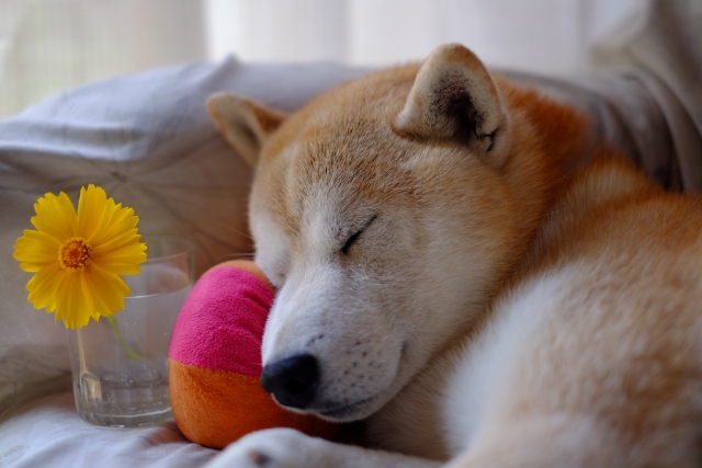 犬好きの三重県人。どれほど好きなの？