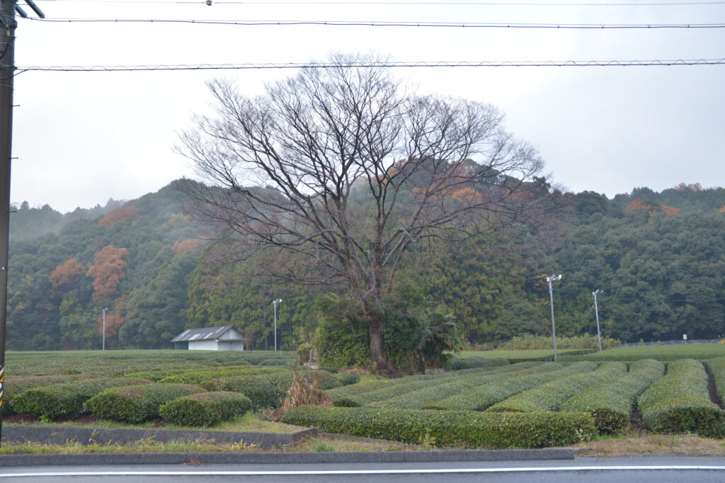 緑香園の画像