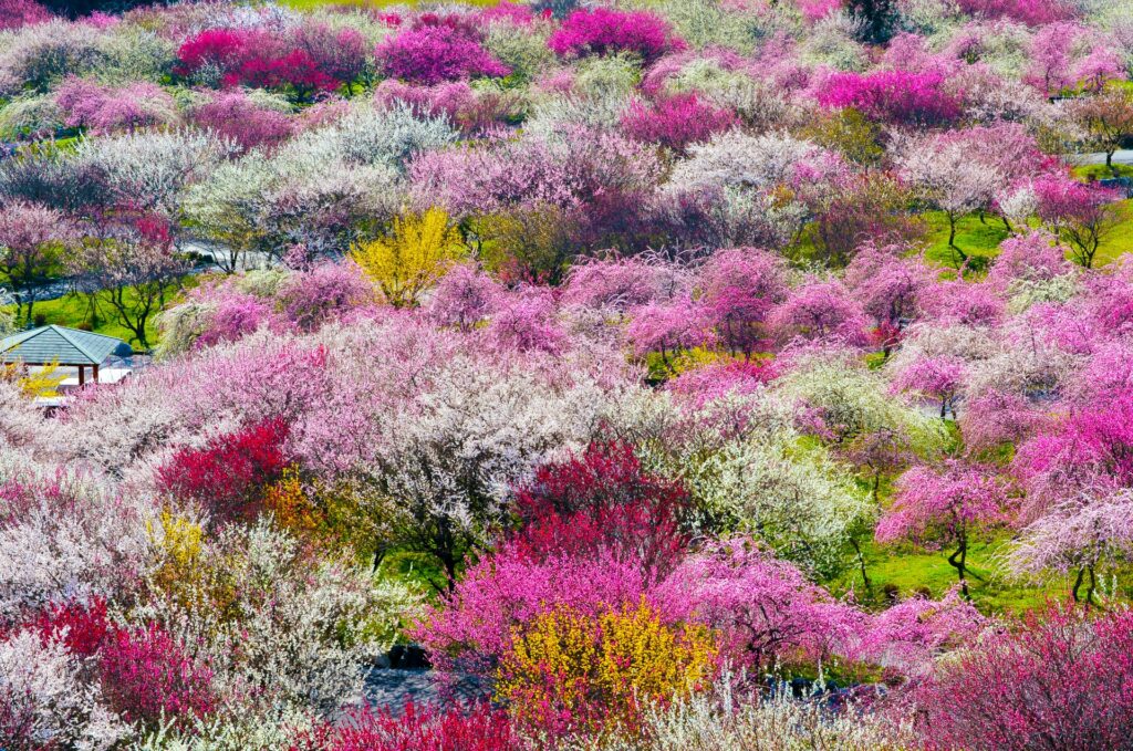 いなべ市梅林公園画像