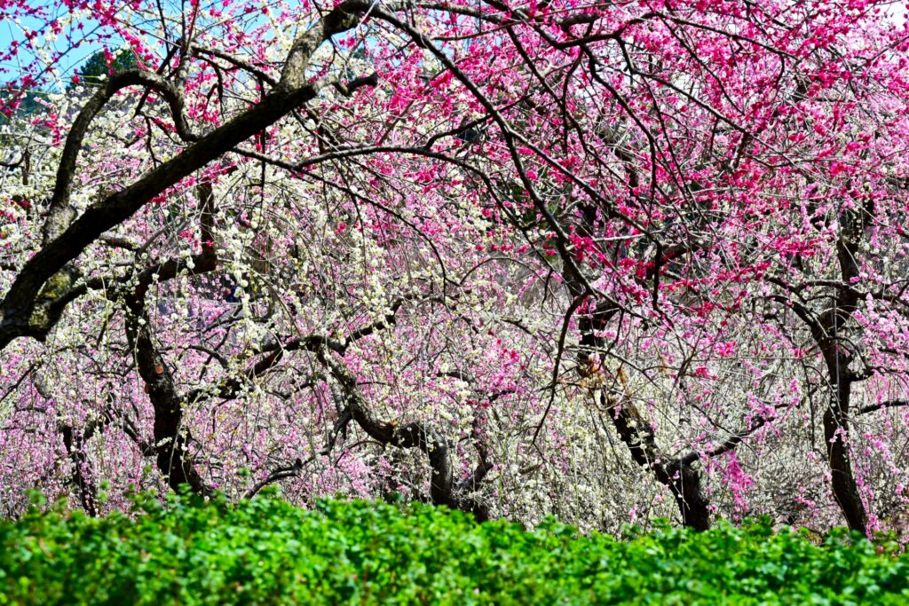 いなべ市梅林公園画像