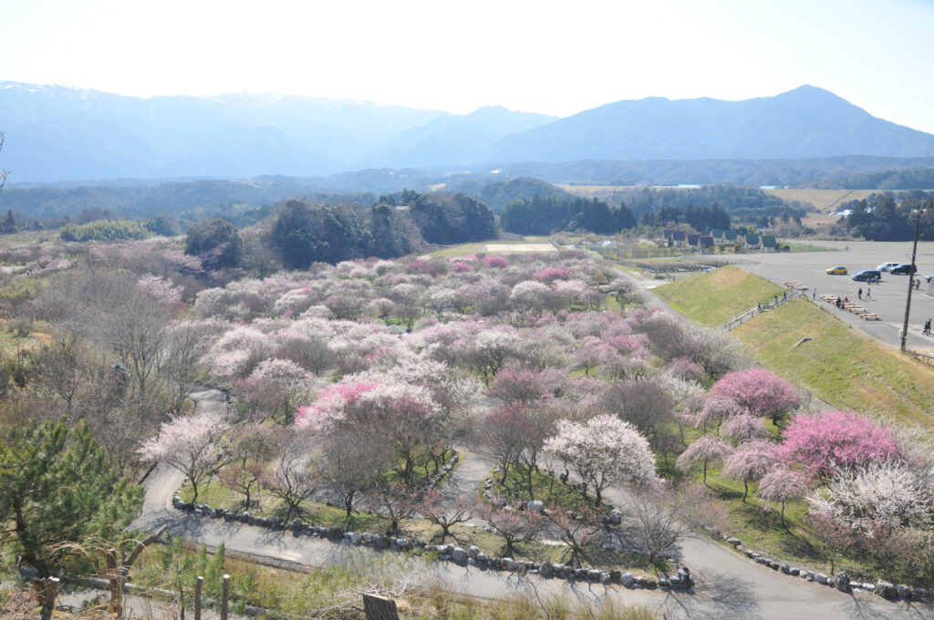 いなべ市梅林公園画像