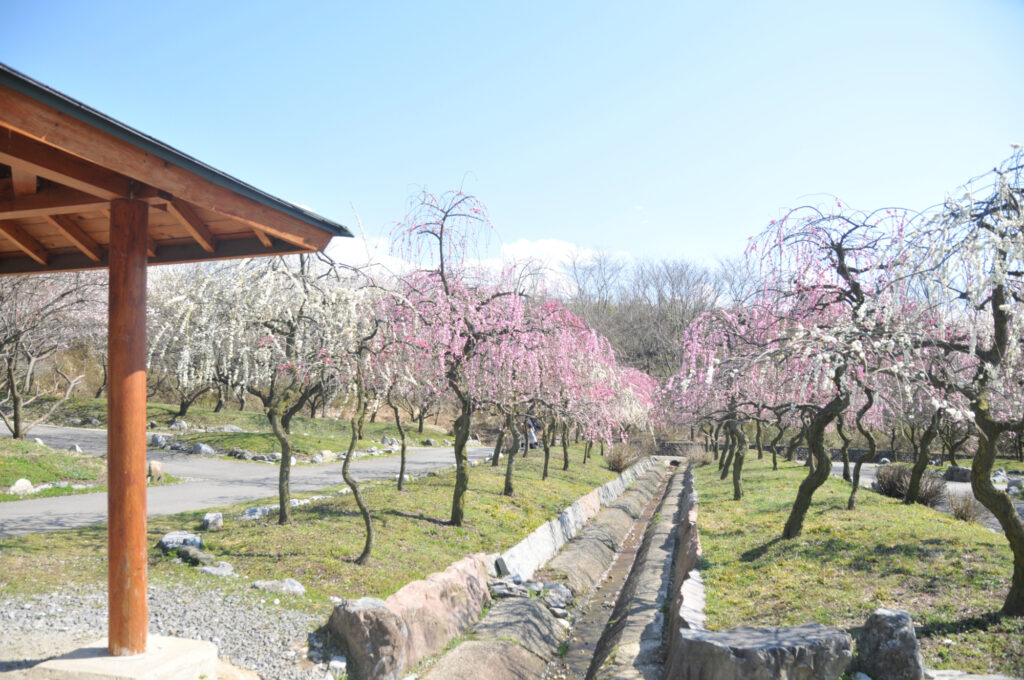 いなべ市梅林公園画像