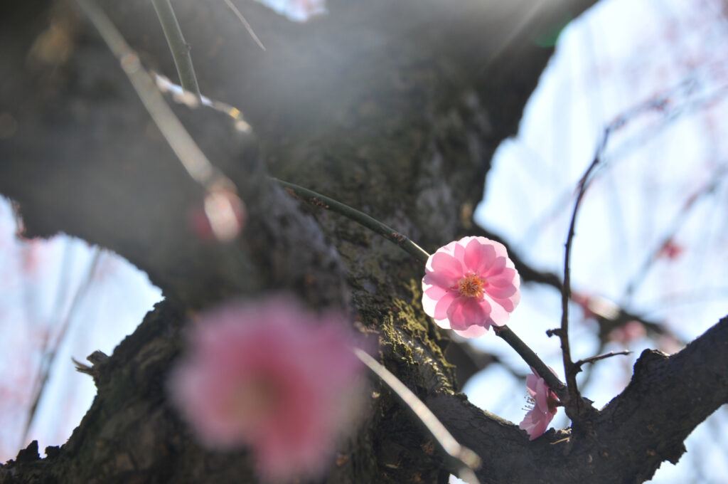 いなべ市梅林公園画像