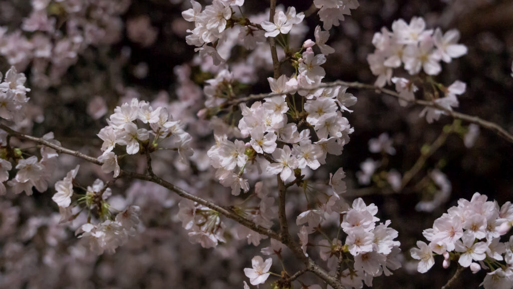 宮川堤公園の桜