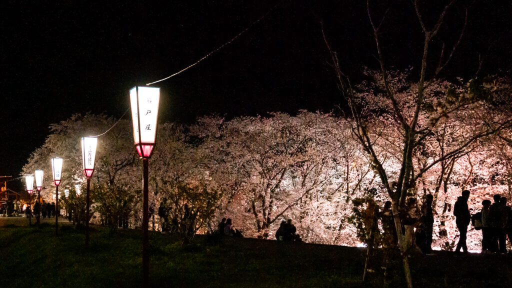 宮川堤公園の桜