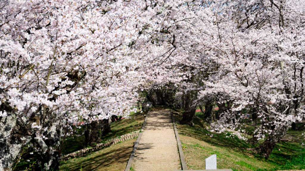 宮川堤公園の桜