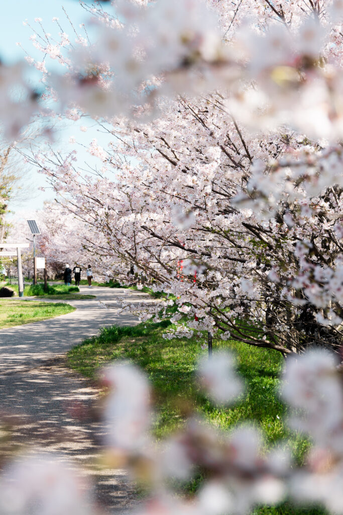 宮川堤公園の桜