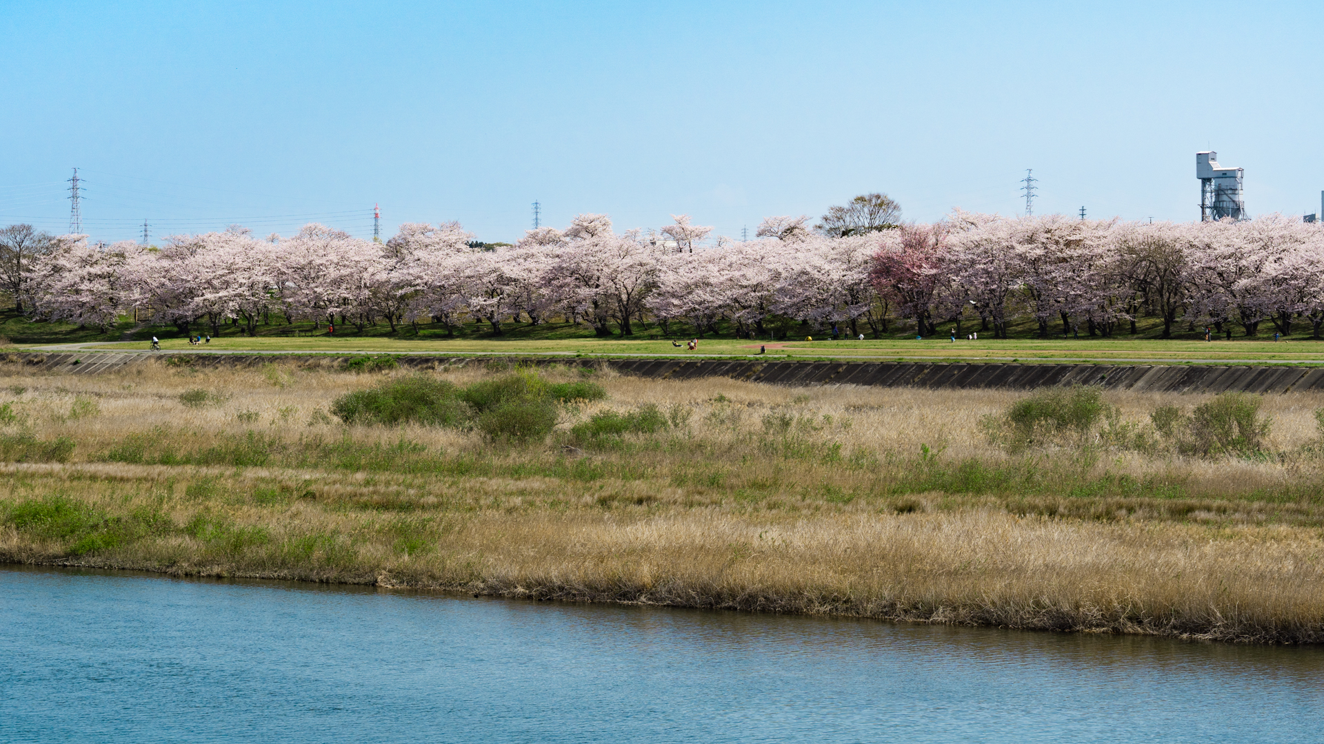 【伊勢】宮川の桜、日中＆ライトアップの様子をお伝えします！