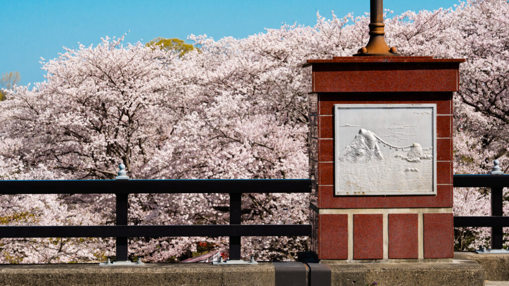 宮川堤公園の桜