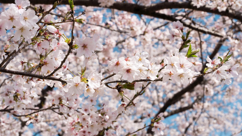 宮川堤公園の桜